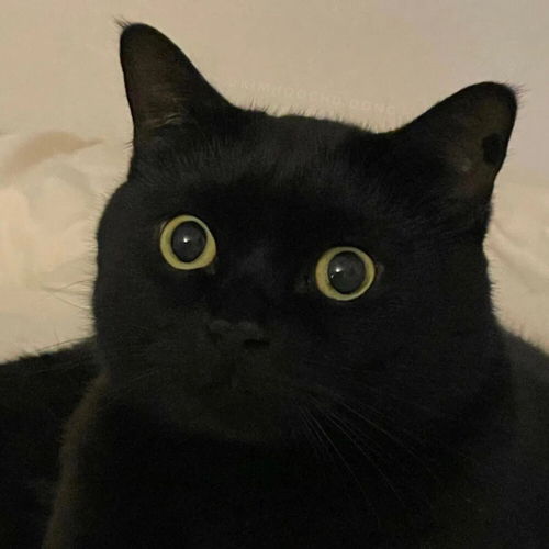  可爱头像分享10猫咪