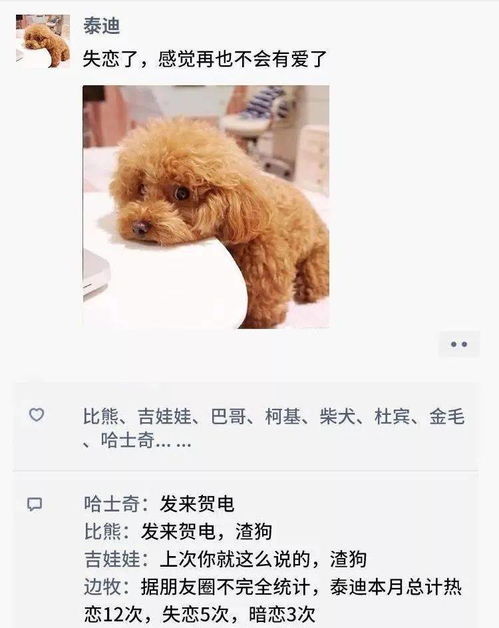  凌晨三点,狗狗突然发了条朋友圈...