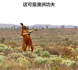  搞笑野生动物,历年经典大搜罗