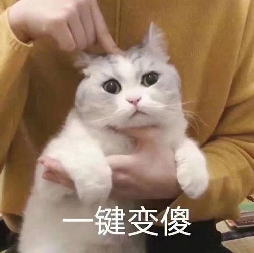  朋友圈里的沙雕文案
