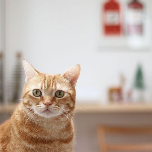  吸猫大会美短橘猫kinaco