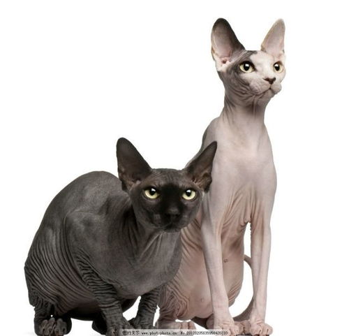 头像里有猫的头像