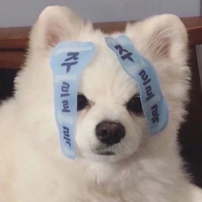  治愈萌宠