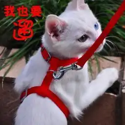  拴猫绳的正确方法急急急