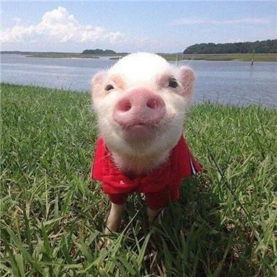  还有一周迎接2021,属猪人摆脱霉运财运一路高升,另外桃花也很好