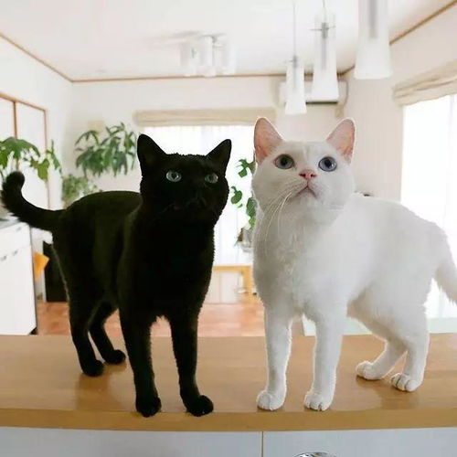  黑猫白猫下一代是什么猫