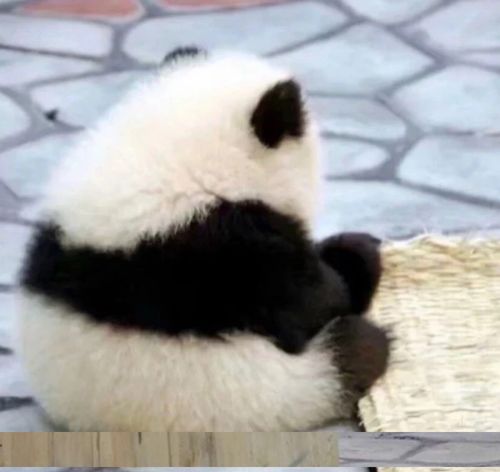  你找不到的自闭小熊猫头像来了