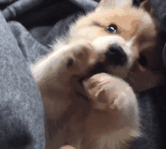  最萌不过小奶狗,治愈系一定是说它们,看完心情都好了