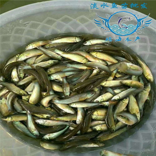 绿头鱼头像高清鱼苗