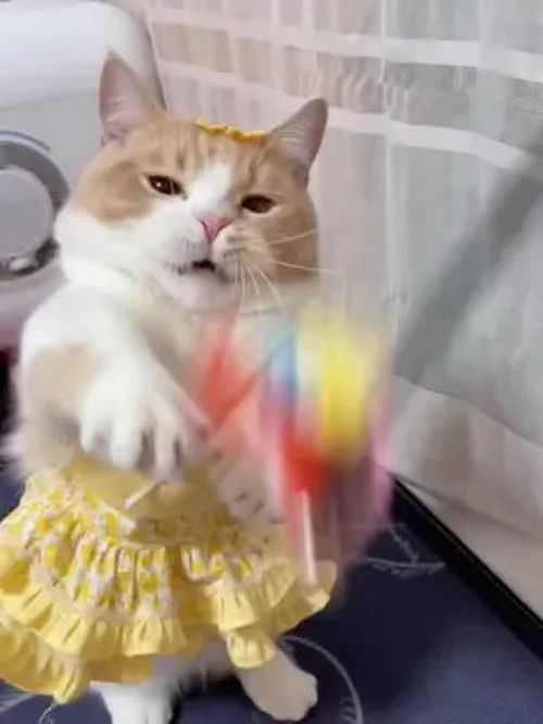  激萌动物家养宠物英国短毛猫动物卖萌