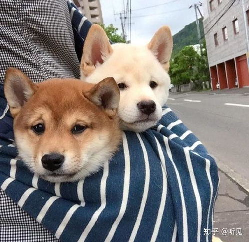  你家狗狗吃狗钙片了吗狗钙片的作用你了解了吗