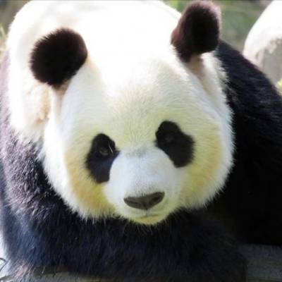  熊猫头像高清图片真实熊猫微信头像可爱清晰图片