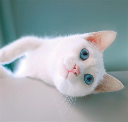 可爱猫图片头像