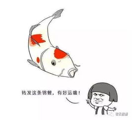  人气锦鲤第二期请仔细阅读活动规则哟邀请好友助力