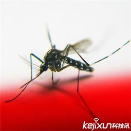  蚊子冷知识大全吸血过多把自己撑死有22颗牙齿