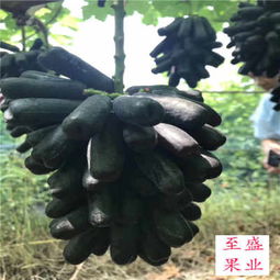  0806葡萄苗2019年报价0806葡萄苗根系好的