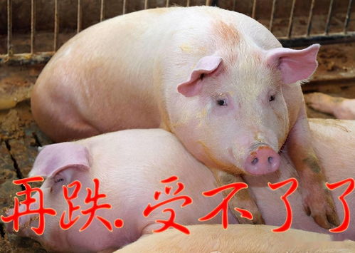  加速赶底,黎明前的黑暗,4月8日全国生猪价格行情数据分享