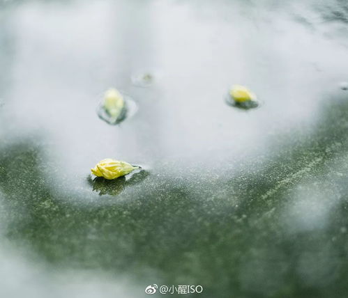 分享会治愈力满分小醒iso教你简单干净的日系照怎么拍