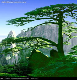  高山中的迎客松风景画图片免费下载红动网