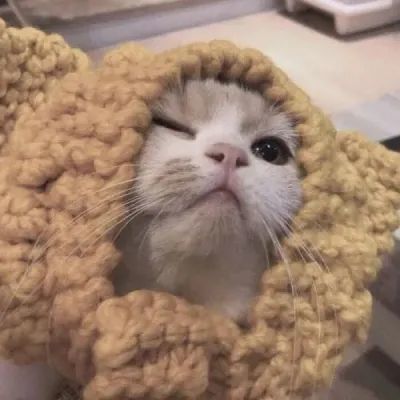  头像舍2021最新微信可爱小猫小狗头像小猫卖萌微信头像