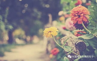  唯美说说心情短语唯美伤感图片带字