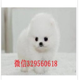  德州哪里出售精品博美犬基地直销纯种哈多利博美博美好养吗博美图片白色博美多少钱