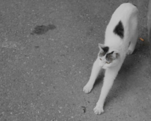  小猫咪陆续被送人,当仅剩1只时,猫妈妈紧紧的将它抱在怀中不舍
