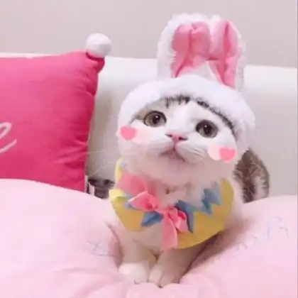  可爱猫咪情侣头像一对,又萌又搞笑的小猫