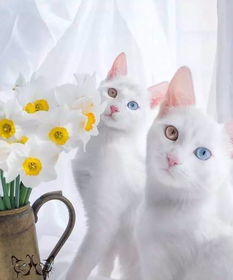 白猫图片头像缅因猫