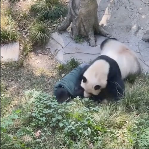  惊险9岁大熊猫扑倒奶妈,周围游客尖叫连连,动物园回应