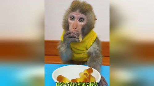  猴哥你很喜欢吃零食哦动物吃货
