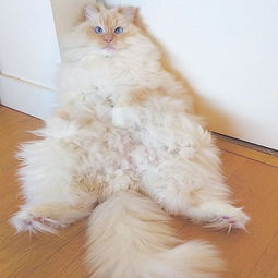  毛茸茸云朵猫超疗癒躺著像一块超大棉花糖