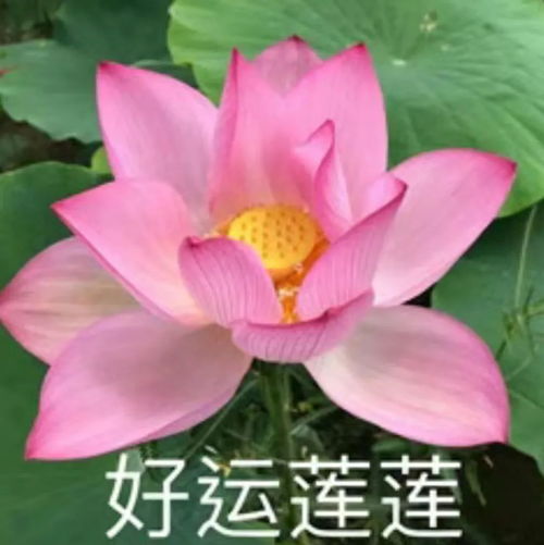 带来好运的微信头像大全