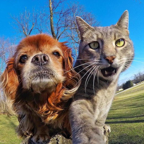  你家的猫会拍vlog吗