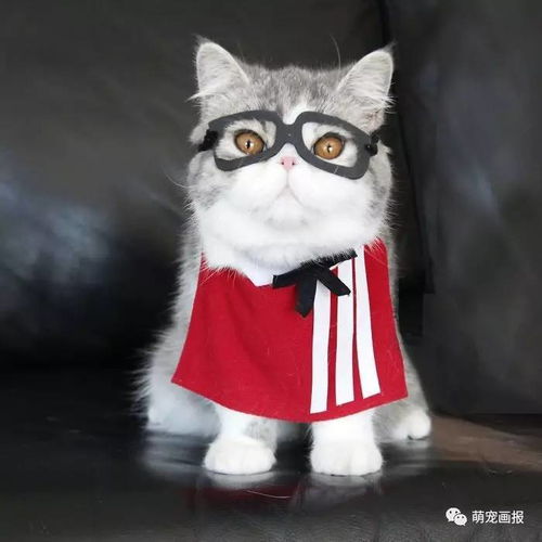  喜欢玩cosplay的猫咪兄弟俩,真的好乖