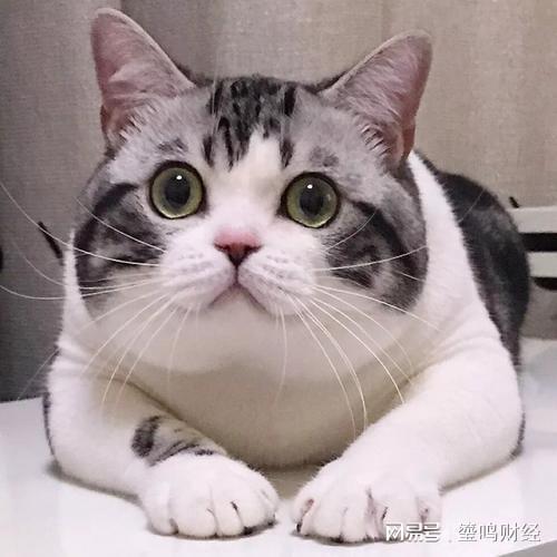  你知道动漫中的猫,卡鲁宾,汤姆,起司,黑猫警长都是什么猫吗