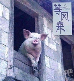  这几个图片什么意思呢