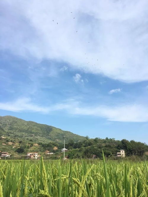  紫金这里不得了又迎来北雁南归,景色美翻了