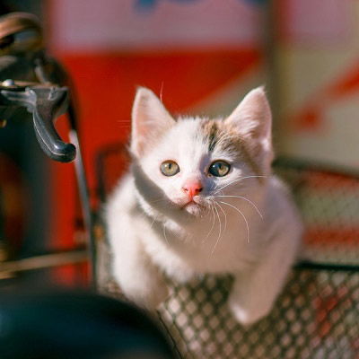 孤独黑暗的猫头像十一