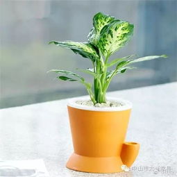  这7种生旺风水植物,聚财旺家保平安