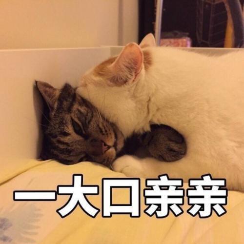  我们一起学猫叫,一起喵喵喵今天给大家介绍撸猫小说吧