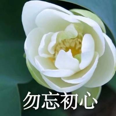  qq头像有字的荷花图片荷花头像图片大全集