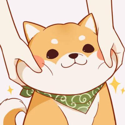  买柴犬前必看避坑攻略买柴必看