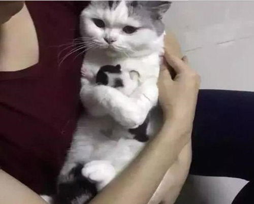  小猫咪陆续被送人,当仅剩1只时,猫妈妈紧紧的将它抱在怀中不舍