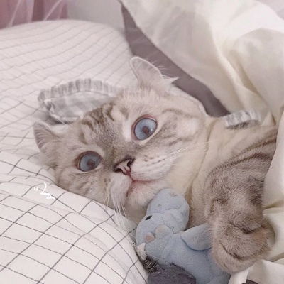  苏瓷可爱宠物头像猫咪可爱卡微信头像我要个性网