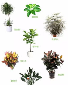  这是你久等了的室内植物搭配指南