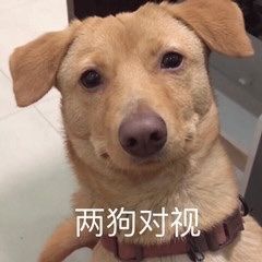  小动物表情包006