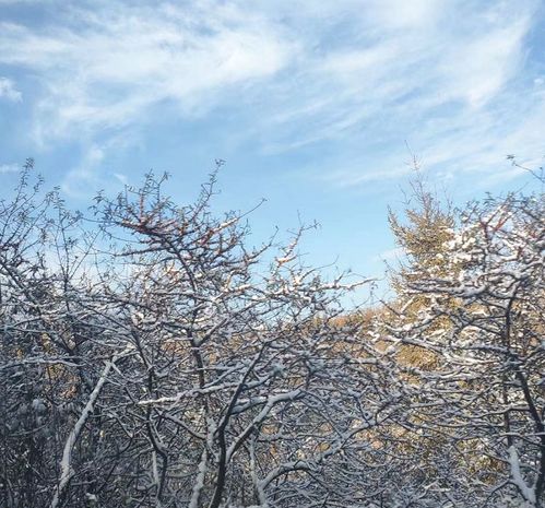  初雪到货甘肃多地解锁雪景模式凤凰网甘肃凤凰网