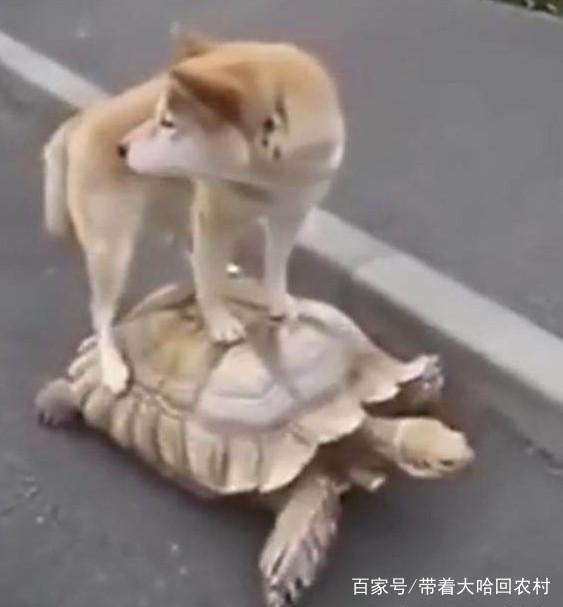  柴犬实力拒绝,说不走就不走的个性汪,炖狗肉汤也不走