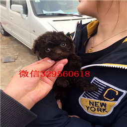  朔州出售纯种泰迪犬白色泰迪多少钱茶杯体泰迪犬泰迪犬图片